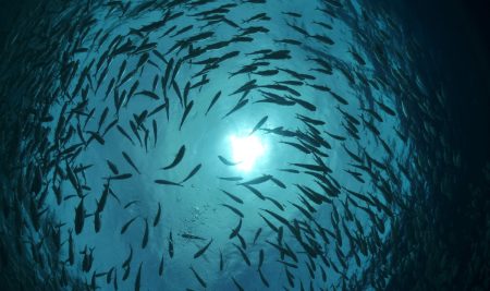 IPS recebe conferência internacional sobre inovação e sustentabilidade na aquacultura